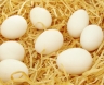 C:\Users\qxb-810\Desktop\英语闽教三年级上册\Unit 2 Greetings\Part A\素材\eggs.jpg