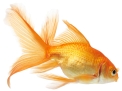 C:\Users\qxb-810\Desktop\英语闽教三年级上册\Unit 2 Greetings\Part A\素材\fish.jpg