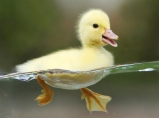 C:\Users\qxb-810\Desktop\英语闽教三年级上册\Unit 3 Numbers\Part B\素材\Little duck.jpg