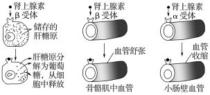 E:\课件 24版一轮新教材人教版生物\YLSWXGKRJ24-938.TIF