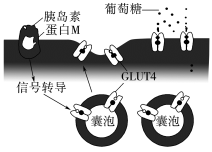 E:\课件 24版一轮新教材人教版生物\YLSWXGKRJ24-1082.TIF