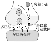 E:\课件 24版一轮新教材人教版生物\YLSWXGKRJ24-1083.TIF