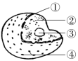 F:\一轮\生物\75.TIF