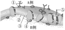 F:\一轮\生物\80.TIF