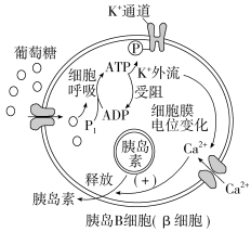 F:\一轮\生物\118.TIF