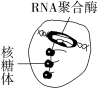 F:\一轮\生物\550.TIF