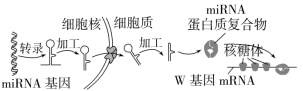 F:\一轮\生物\553.TIF