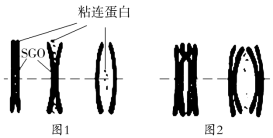 F:\一轮\生物\261.TIF