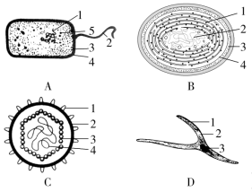 F:\一轮\生物\19.TIF