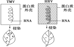 E:\未完成\【单元测试】2022-2023学年高一生物分层训练AB卷（人教版2019必修2）\第3章 基因的本质（B卷·能力提升练）\YLXGKSW23-755.TIF