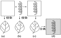 E:\未完成\【单元测试】2022-2023学年高一生物分层训练AB卷（人教版2019必修2）\第3章 基因的本质（B卷·能力提升练）\YLXGKSW23-756.TIF