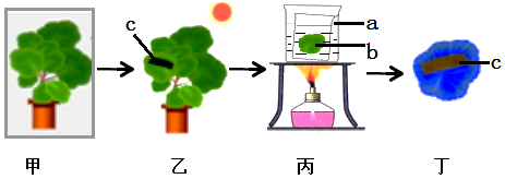 萨克斯进行光合作用的相关实验,实验步骤①暗处理:将天竺葵放置在