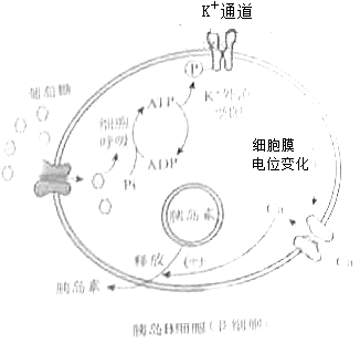 此时激素a还具有抑制抗体产生胰岛素分泌机制胰岛b细胞b细胞胰岛素