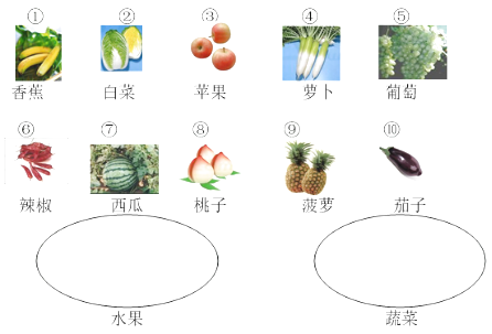 请将水果和蔬菜分类,分别把它们的序号填在相应的圈中.