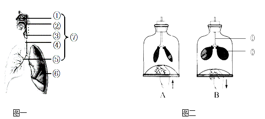 下图表示人在吸气,呼气时胸廓上下径,膈,肺的变化,依图回答下列问题.