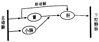 (2017平凉)如图为人体血液循环的部分示意图,请根据图回答下列问题.